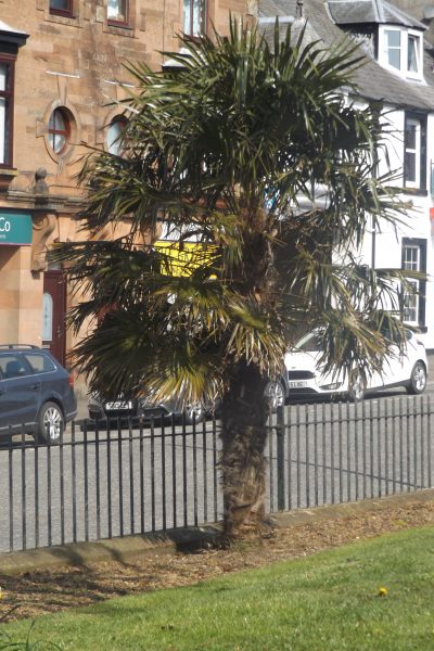 Palme in Castle Douglas