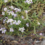 zarte weiße Blüten