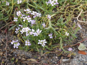 zarte weiße Blüten