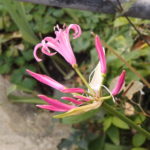 paradisische rosa Blüte