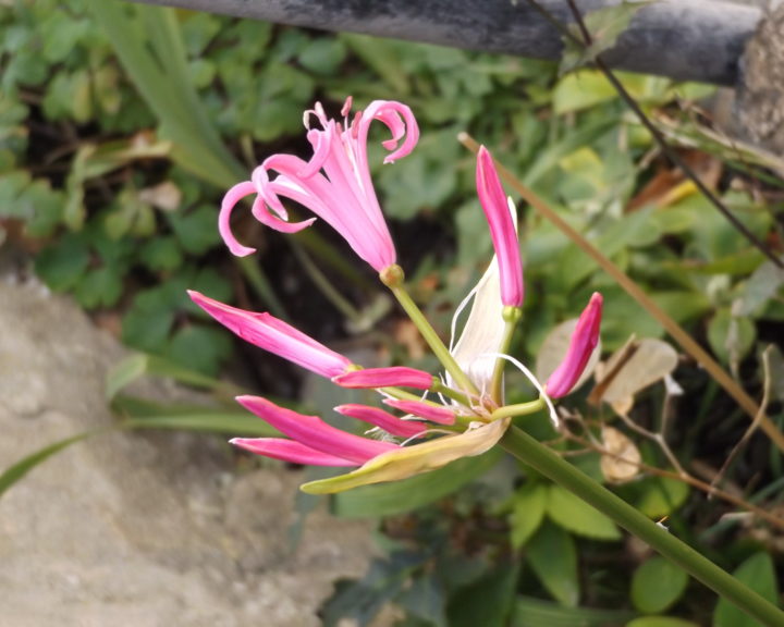 paradisische rosa Blüte