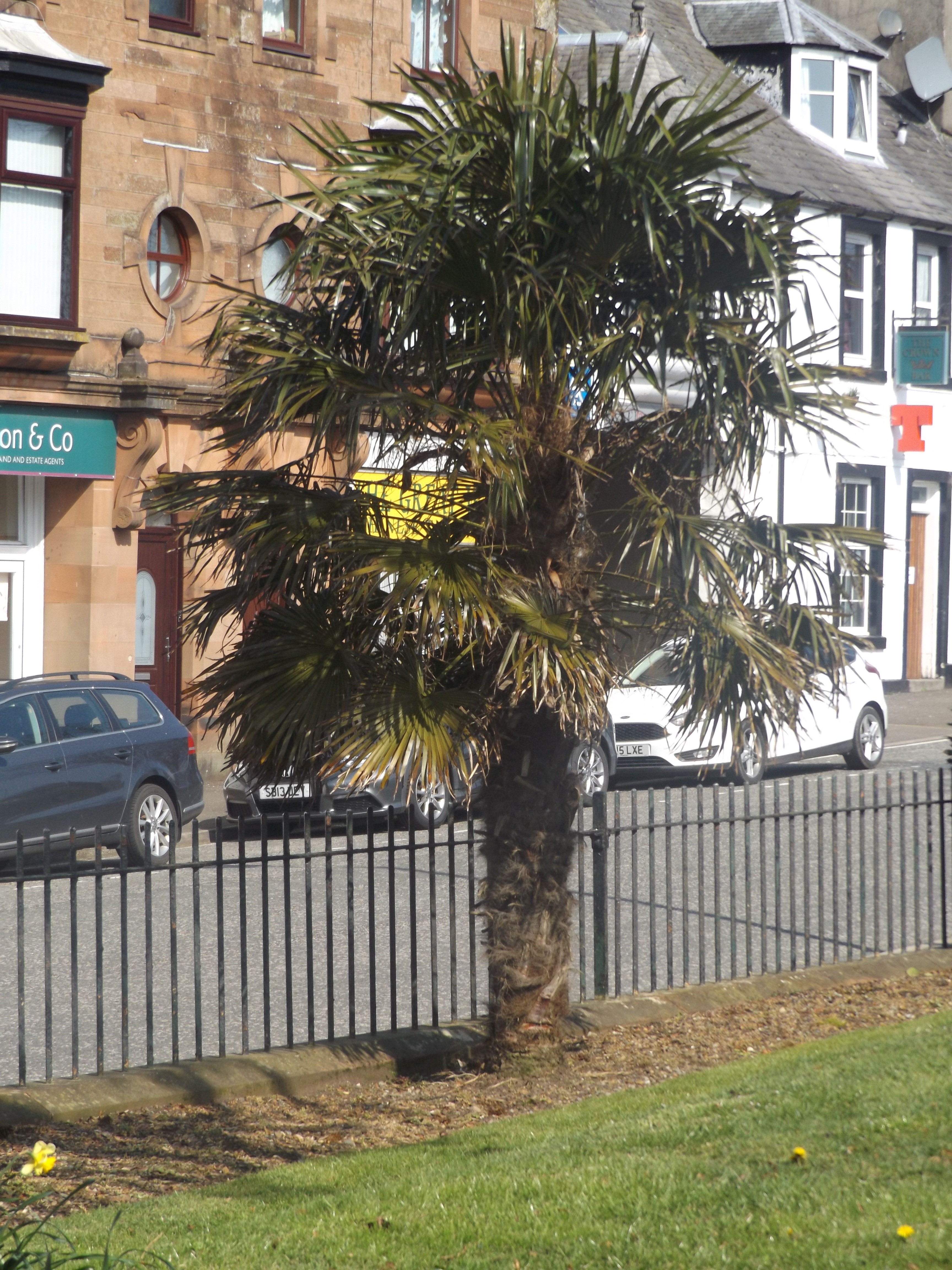 Palme in Castle Douglas