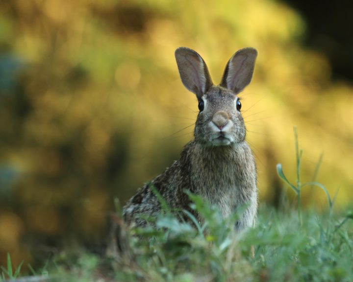 hare in a field