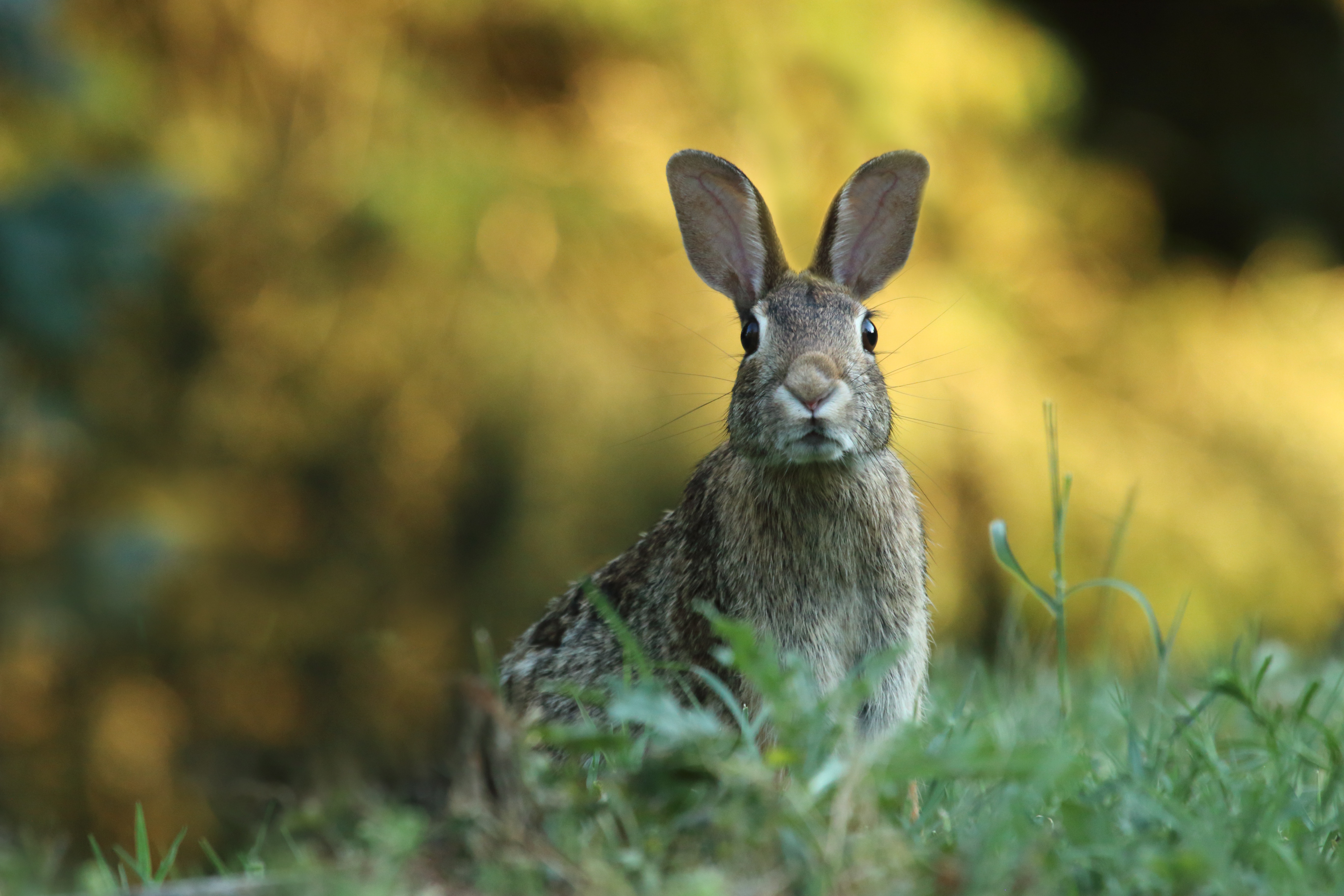 hare in a field