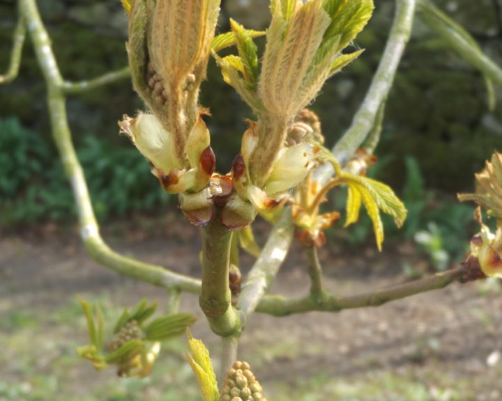 Knospen einer Kastanie