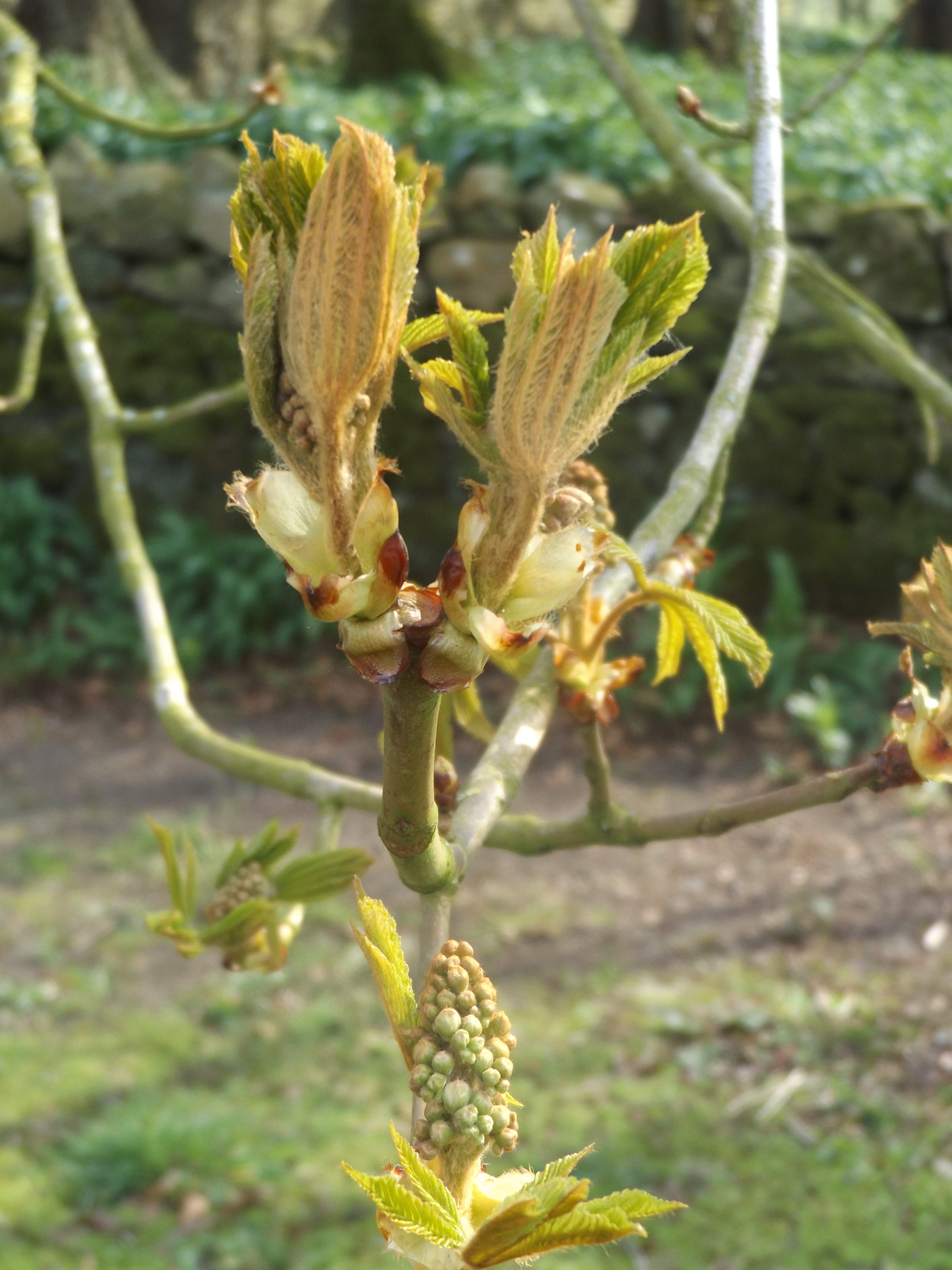 Knospen einer Kastanie